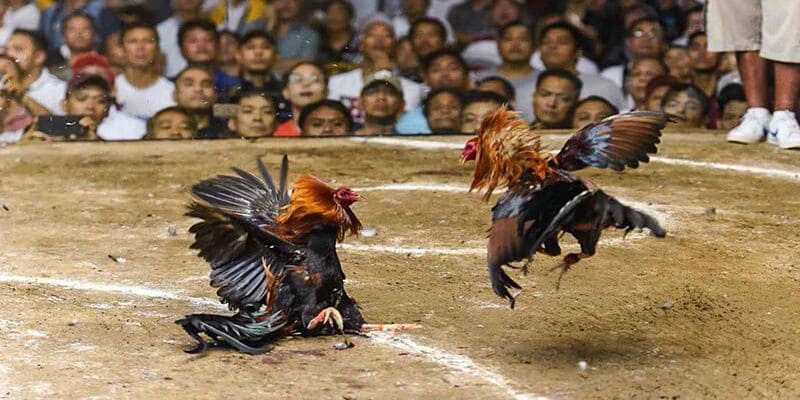 Trực tiếp chất lượng cao tạo nên cảm giác đặt kèo hấp dẫn